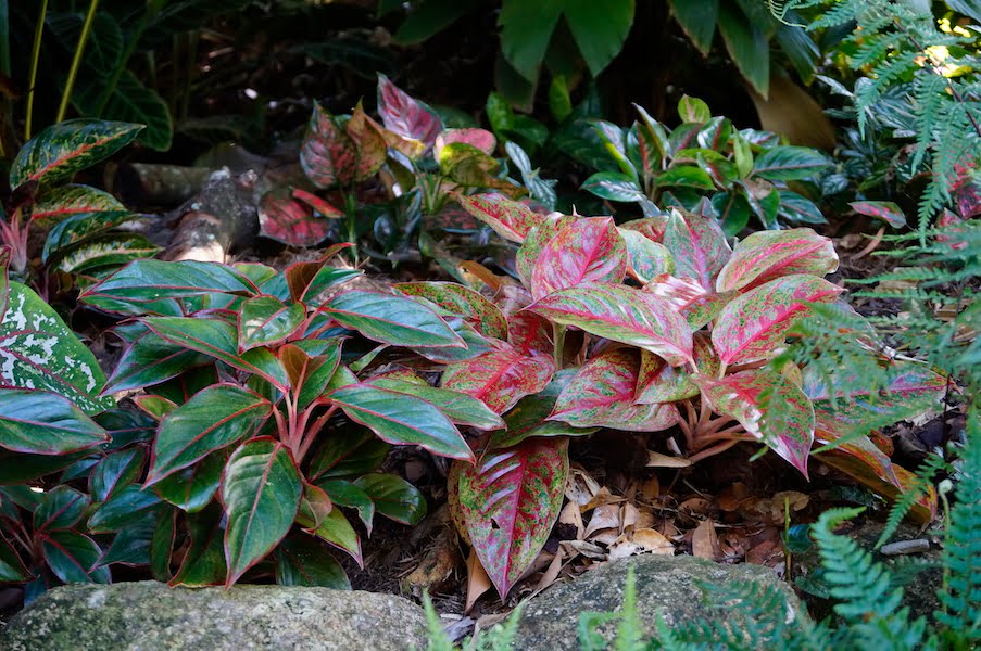 New Aglaonema "Fortune doubly" Perfect & Big Leaf Succulent Plant+Free Phyto@@ 