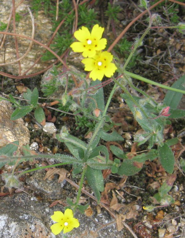 Portugal-Serra-d’Arga yellow wildflower