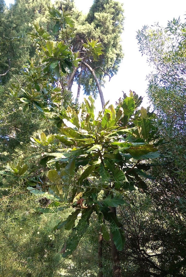 Chrysophyllum imperiale in Royal Botanic Gardens Melbourne
