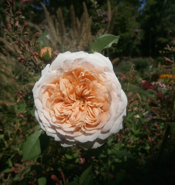 I thought the Japanese beetles would devour my roses while I was gone, but a few Abraham Darby roses bloomed unnoticed and I found this beauty in the garden waiting for me