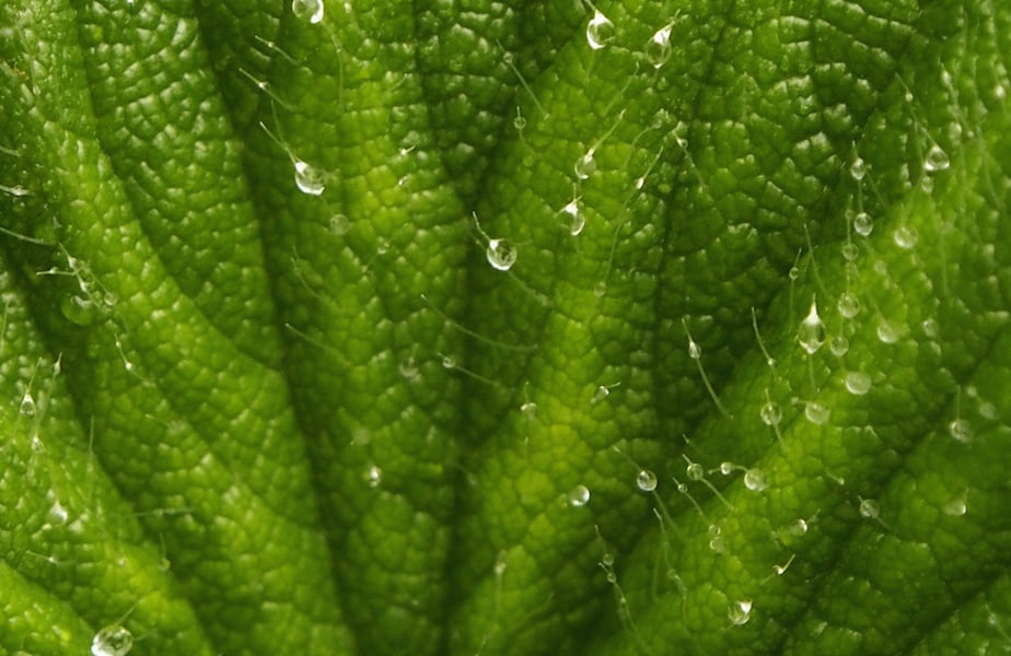 Moisture droplets caught on the hairy leaves of Macquarie Island cabbage