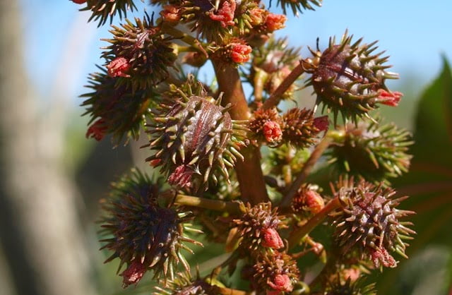 Ricinus communis female flowers and developing seed pods