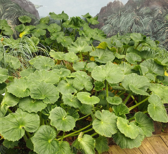 Macquarie Island cabbage in Royal Tasmanian Botanic Gardens