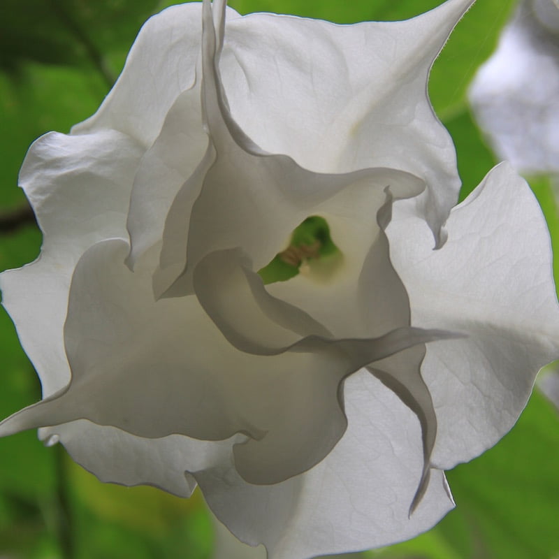 Brugmansia (Angel's Trumpet) is another plant that positively loves my Mosman garden. Photo: Janna Schreier