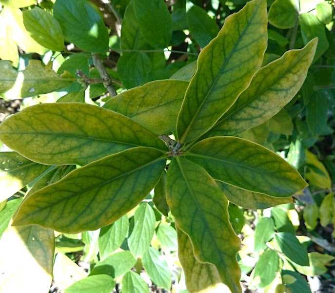Iron deficiency showing on leaves Photo Real World Gardener