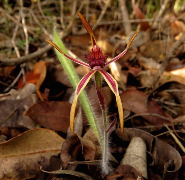 Orchids of the Stirling Ranges Western Australia5