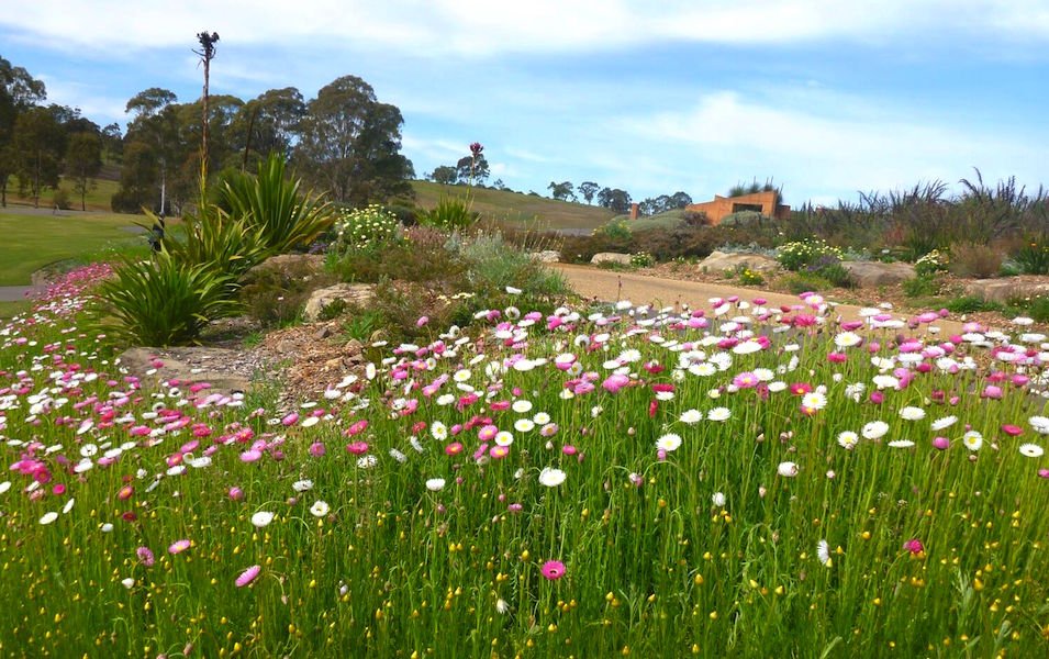 Wildflower meadow at the Australian Garden Mt Annan, NSW