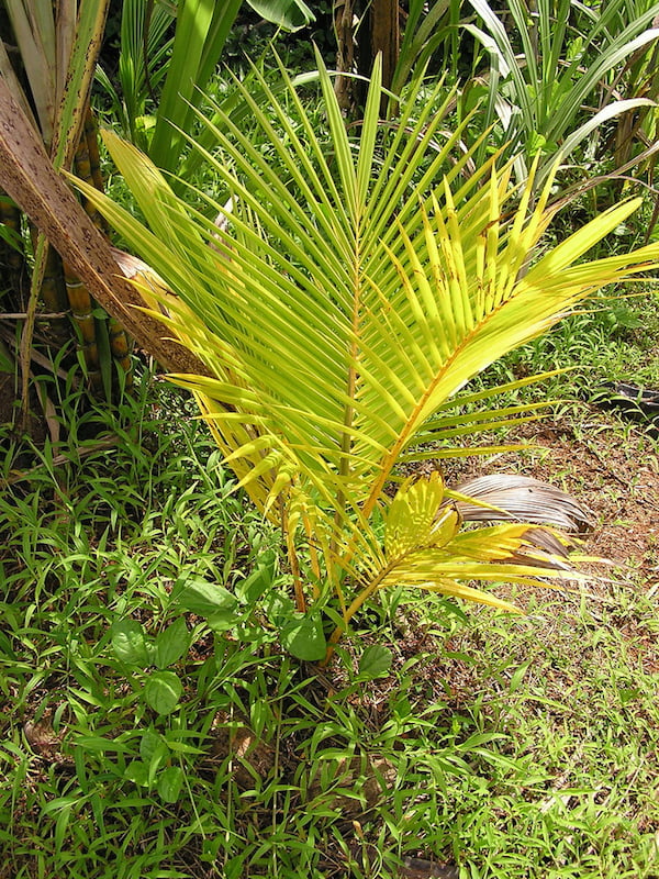 Yellow leaves showing nitrogen deficiency on young coconut Photo Scot Nelson via Flickr