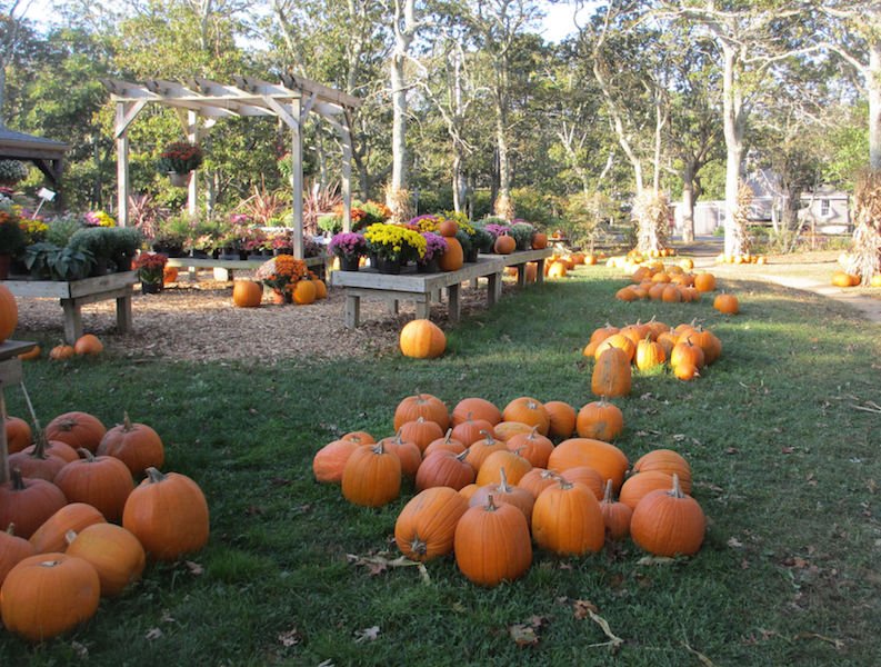 Festive pumpkins for fall and Halloween