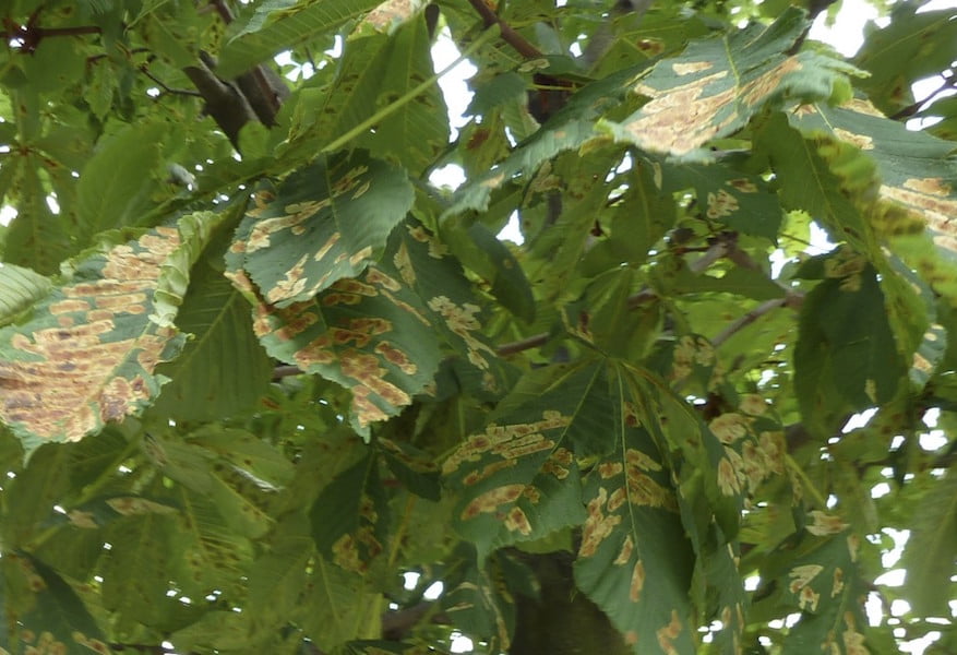 Horse chestnut leaf miner damage