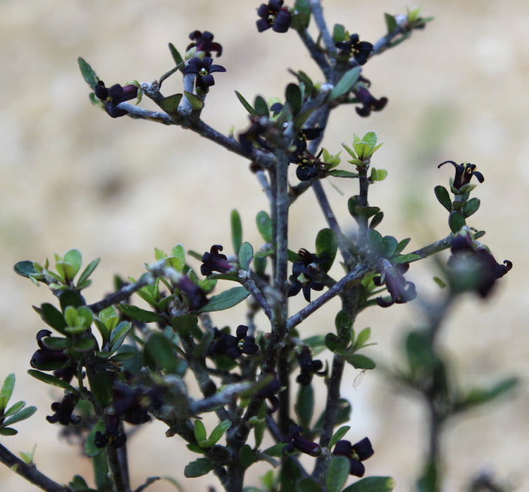 Close-up of Pittosporum crassicaule showing its tiny black flowers