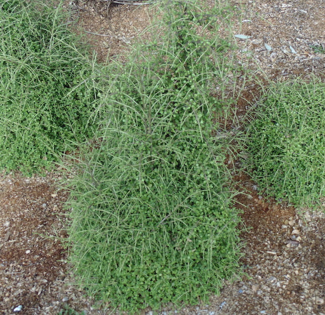 Coprosma rhamnoides 'Mercury Green' - a selection from Joy Plants