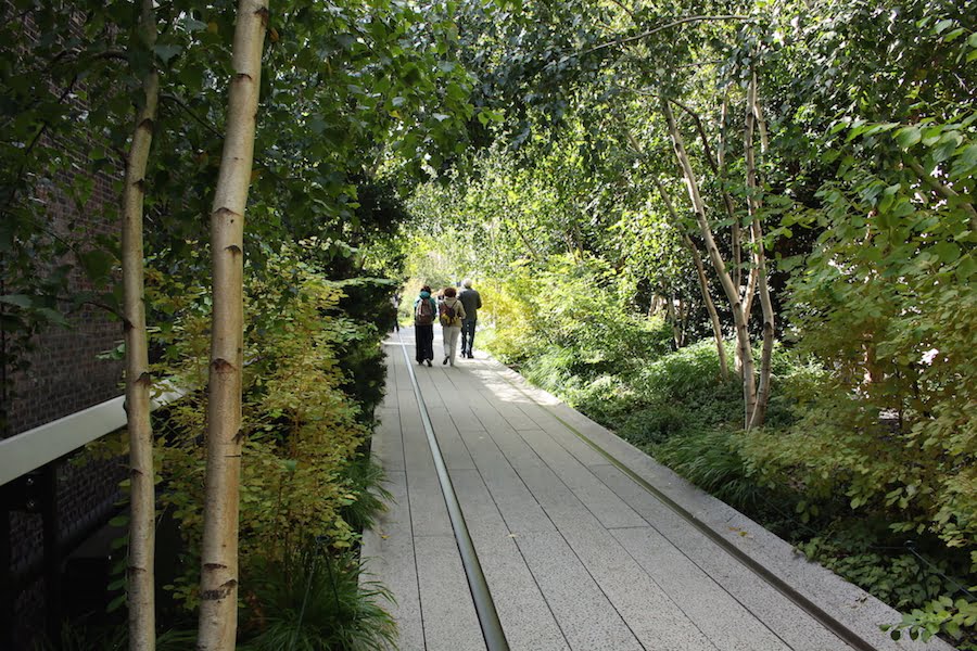 High Line NYC: a shady pathway of grey birches