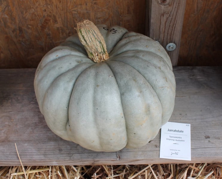 Jarrahdale pumpkin, bred in Australia