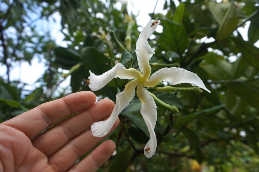 Tabernaemontana pachysiphon flower with my hand so you can see the size of the flowers