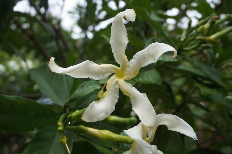 Tabernaemontana pachysiphon flowers