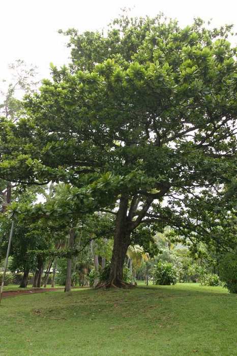 Terminalia catappa tree on Réunion Island