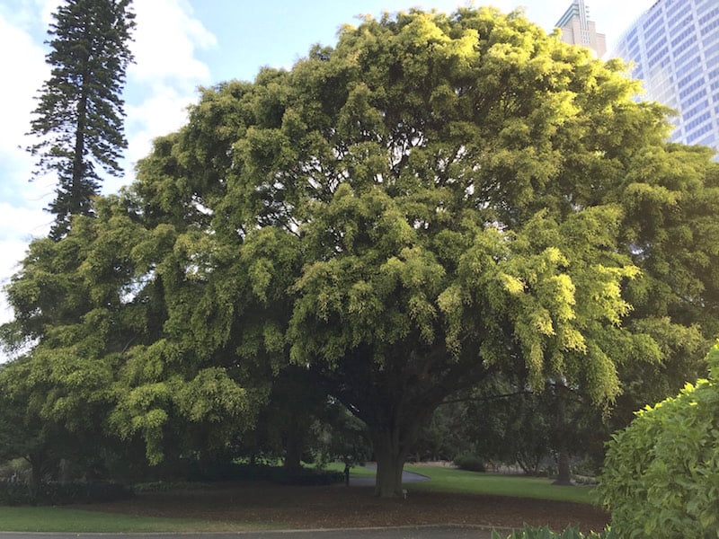 Ficus benjamina in Royal Botanic Gardens Sydney