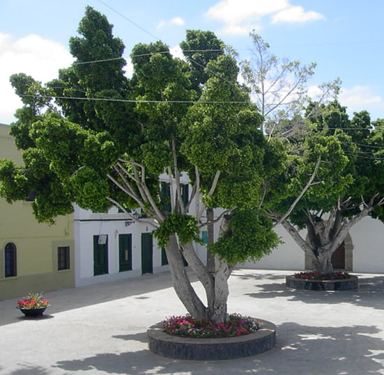 Ficus benjamina in Teneriffe