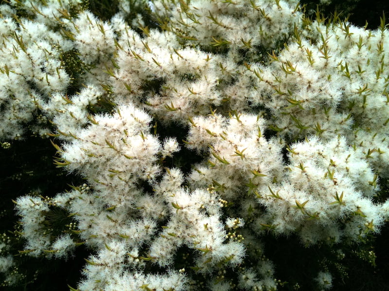 Melaleuca linariifolia, Snow in Summer
