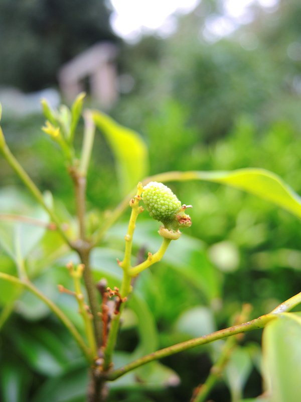 Tiny fruit forming on the lychee