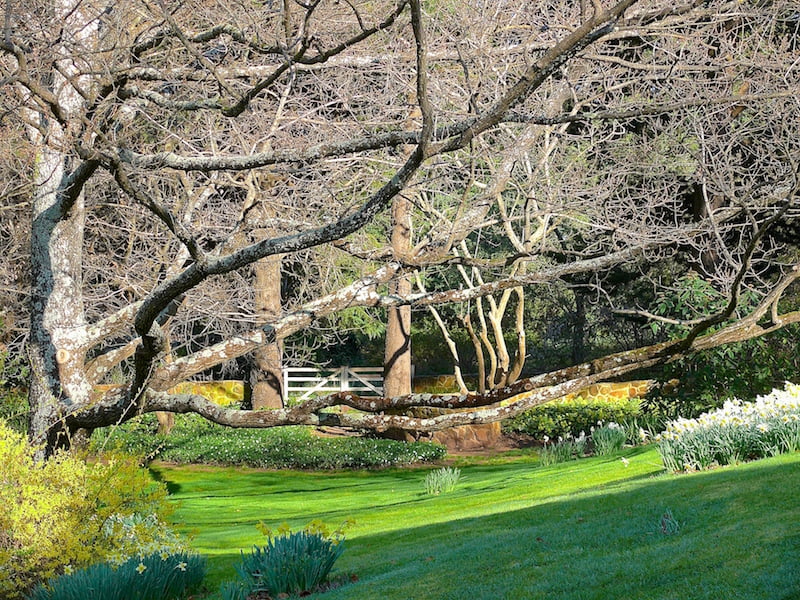 The woodland springs to life in early spring with bulbs and early-flowering shrubs. English oak branches hug the hill and frame the gate leading to the wild garden