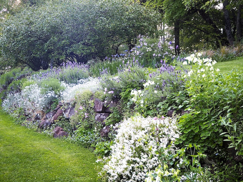Later in spring Walling’s favourite Lavendula stoechas jostles for space with aquilegias, Deutzia nikko, and old-fashioned ground covers such as snow-in-summer.