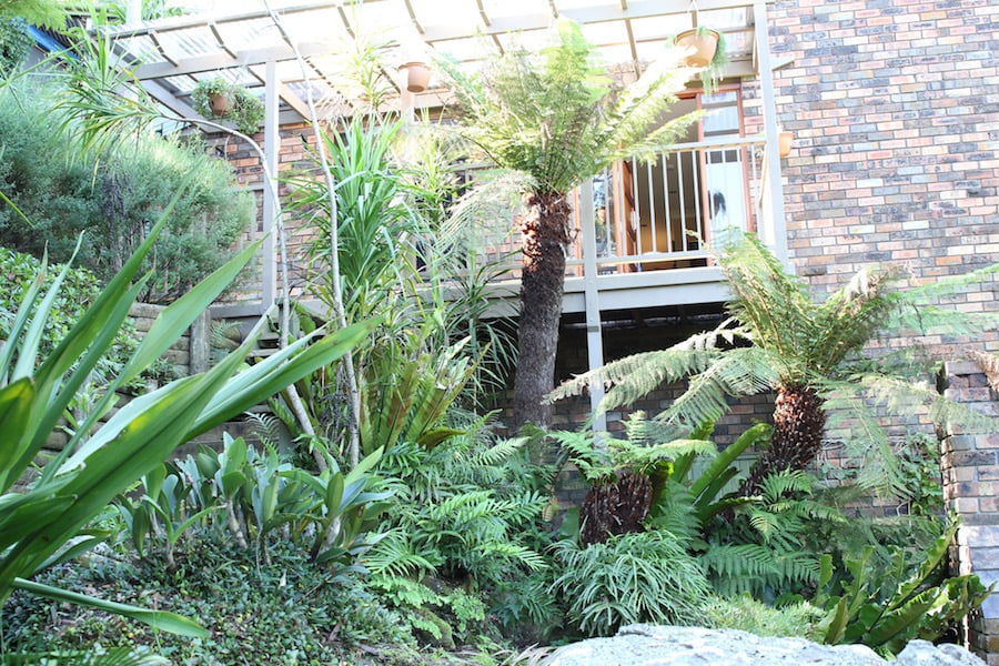 Clockwise from bottom left: Pyrrosia rupestris (Rock Felt Fern), Dicksonia antactica (Soft Tree Fern), (Asplenium nidus and A. australasicum (Birds Nest ferns), Pteris umbrosa, (Jungle Brake) and Blechnum species happily growing on the western side of our home which receives the full intensity of the sun in summer.