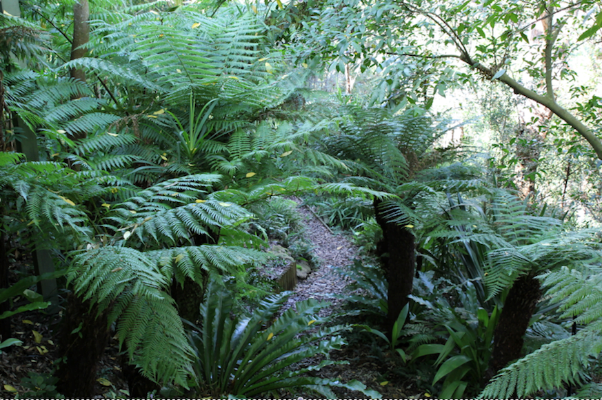 Mass plantings of Birds nest ferns, Cyathia cooperi C. australia, D. antactica, Blechnum sp., and Microsorum scandens (Frarant fern)have given the garden a variety of colours, textures and shapes.