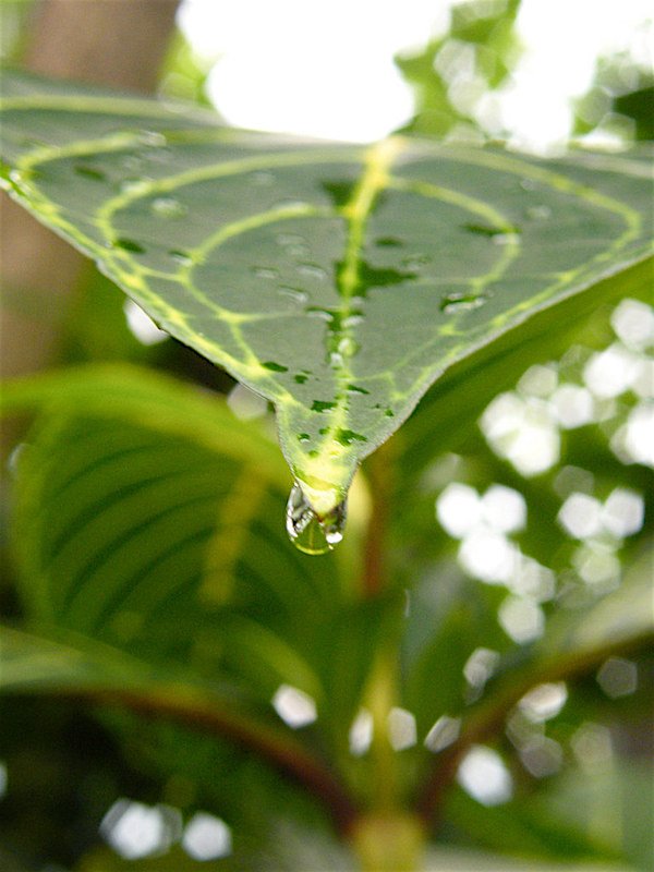 Drip tip leaf. Photo by Lou via Flickr