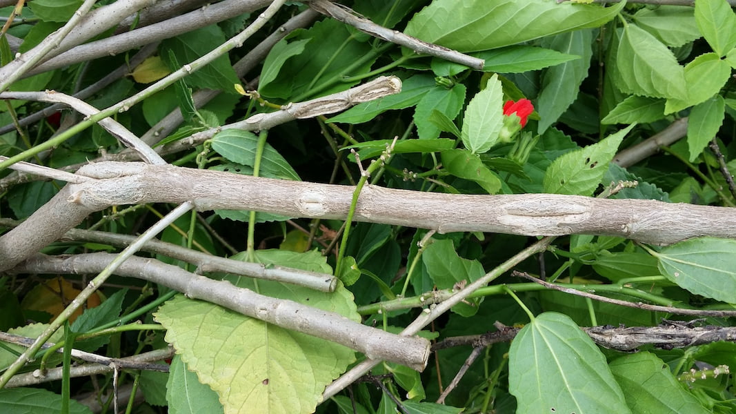 Hail damage in the garden - pitted bark on shrub stems