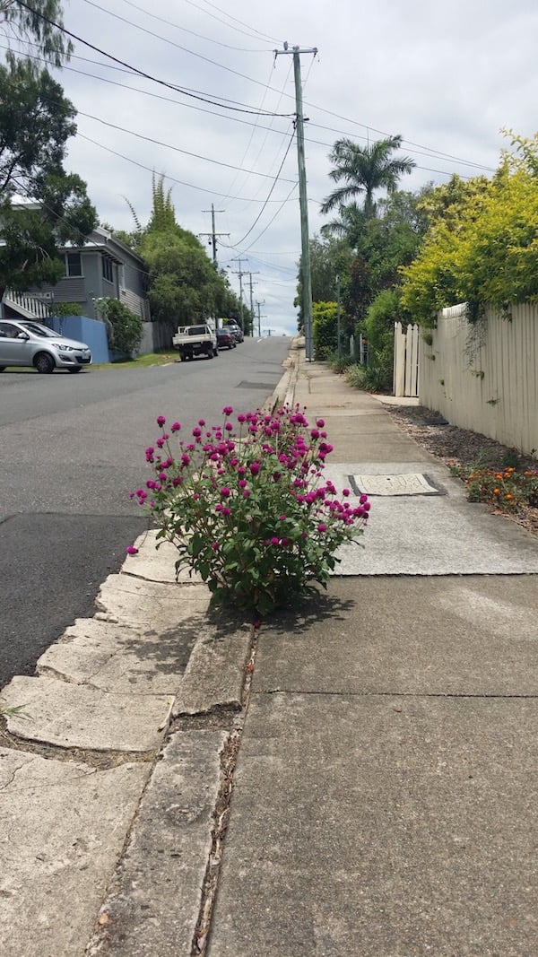 Even council workers didn’t have the heart to poison this little patch of gomphrena growing in the pavement, and it adds so much life and colour to an otherwise very ordinary street.