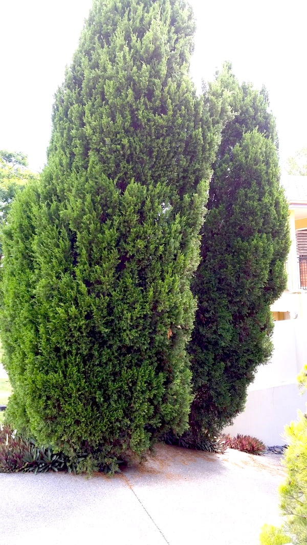 Many conifers, especially those with tight foliage, tend to be prone to fungal diseases in humid climates
