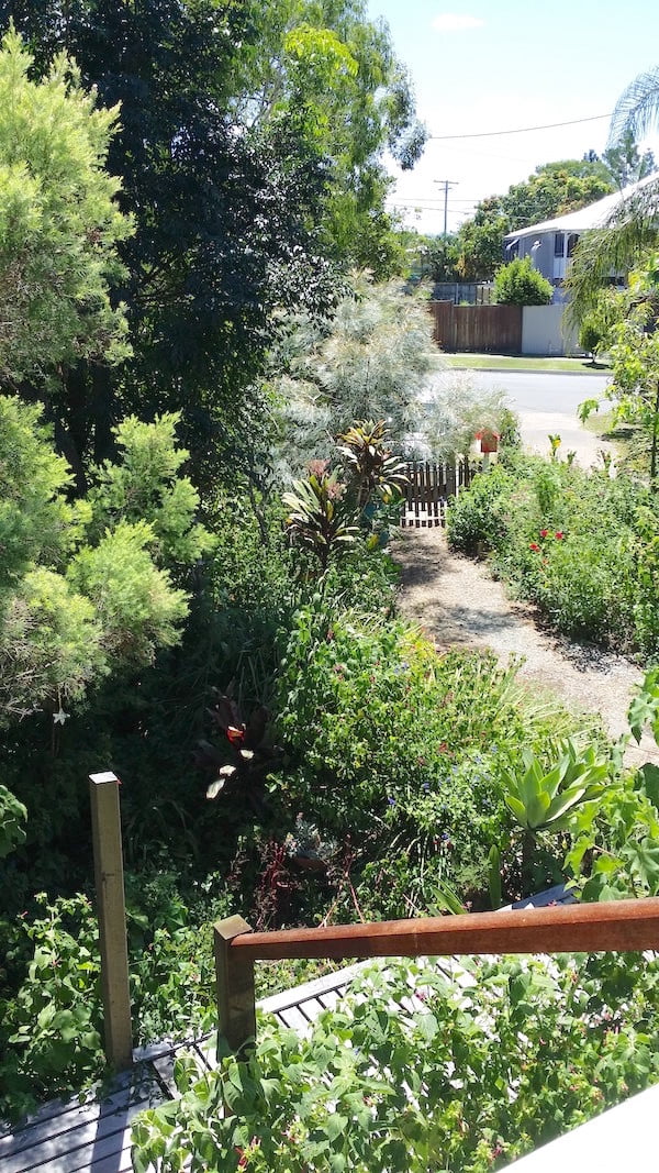My garden recovered quite quickly through the Brisbane summer