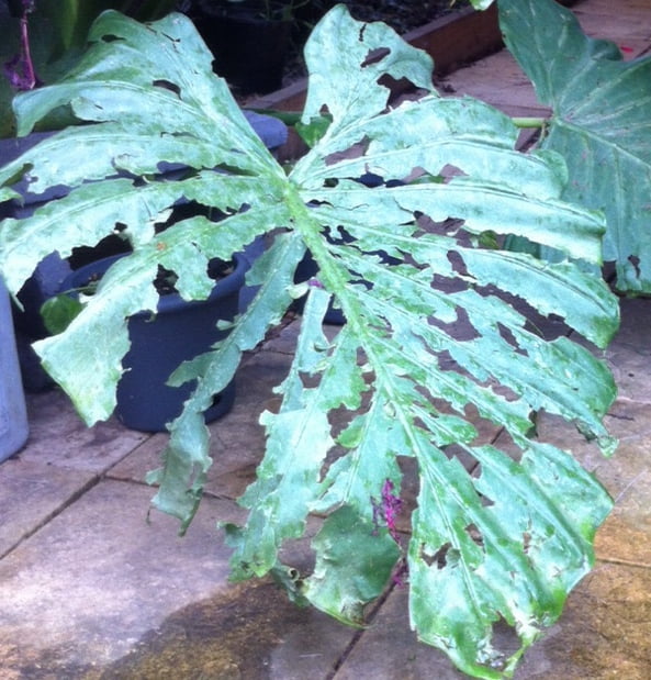 Hail damage on an Alocasia transforms it into a Monstera