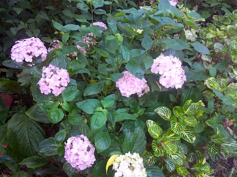 Hydrangea macrophylla copes well with high humidity