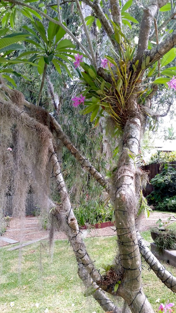 Specialist plants such as many orchids and tillandsias (including this Old Man’s Beard) are so efficient at drawing their water from the air that their roots are adapted for anchorage only and high humidity is essential to them