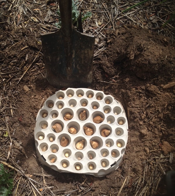 I chose a sunny spot in the garden for my bulb tray and dug the 7cm deep hole