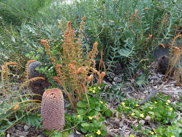 Banksia blechnifolia, a beautiful ground-hugging banksia from Western Australia, growing at Burnley Gardens in Melbourne – this makes a great living mulch and adds textural and colour interest to any garden. Photo: Heather Miles