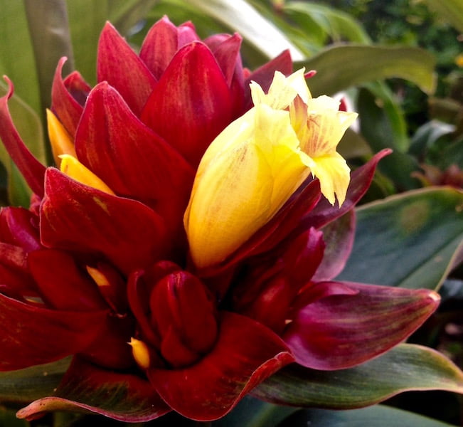 Costus ‘Oxley Ruby’ - you can nip off these small yellow flowers for a delicious ginger zing in your salad