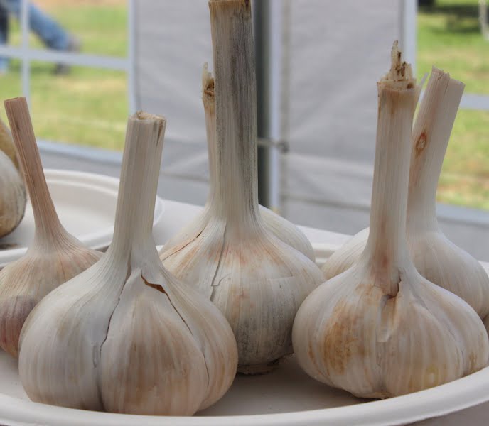 Garlic entries. Photo Carey Badcoe