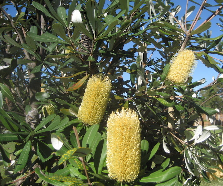 Banksia integrifolia - photo taken at Easts Beach, Kiama NSW