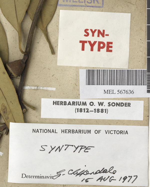 Herbarium labels on Eucalyptus cosmophylla