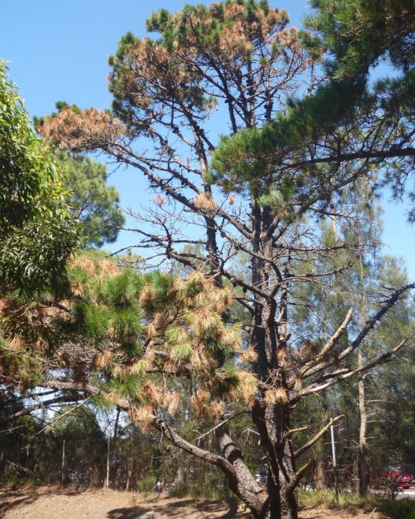 Pine affected by pine nematode_600x750