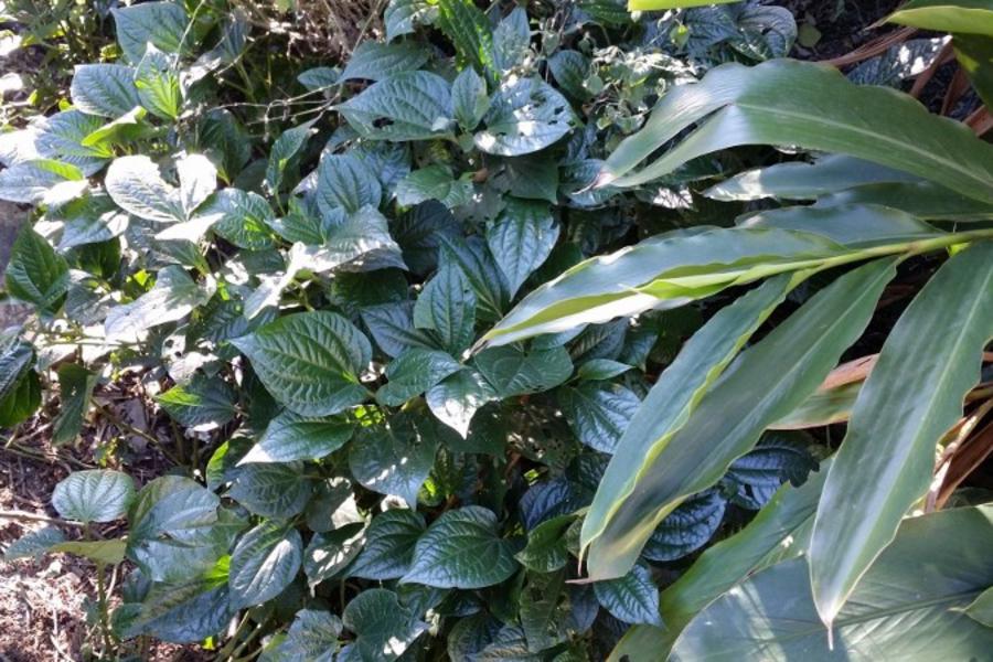 Betel leaf, Piper sermentosum