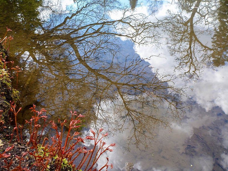 Reflections of the tree canopy in the still water, with the emerging shoots of astilbe at the water’s edge. Longstock Park Water Garden, Hampshire