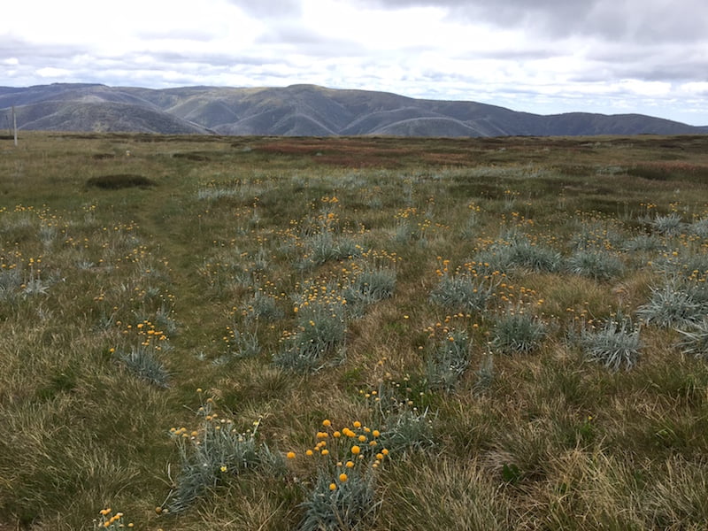 A rich tapestry of grasses and flowering herbs in Kosciuszko National Park