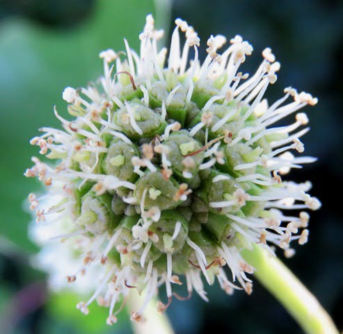 Camtotheca acuminata flower