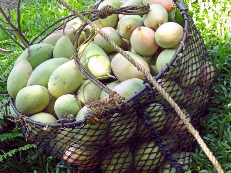 Basket of mangoes from the tree