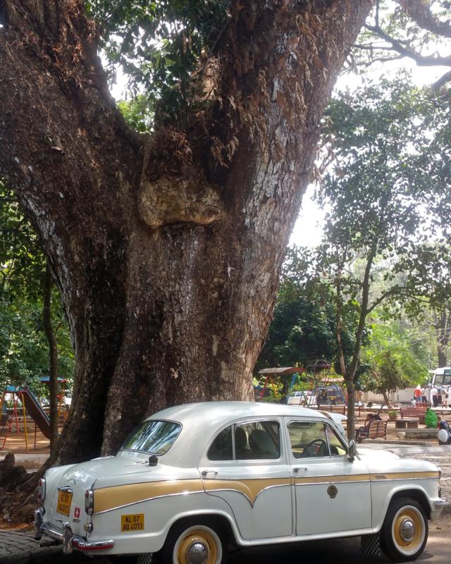 Rain tree with the hotel's retro taxi. You can see it has quite a sizeable trunk.